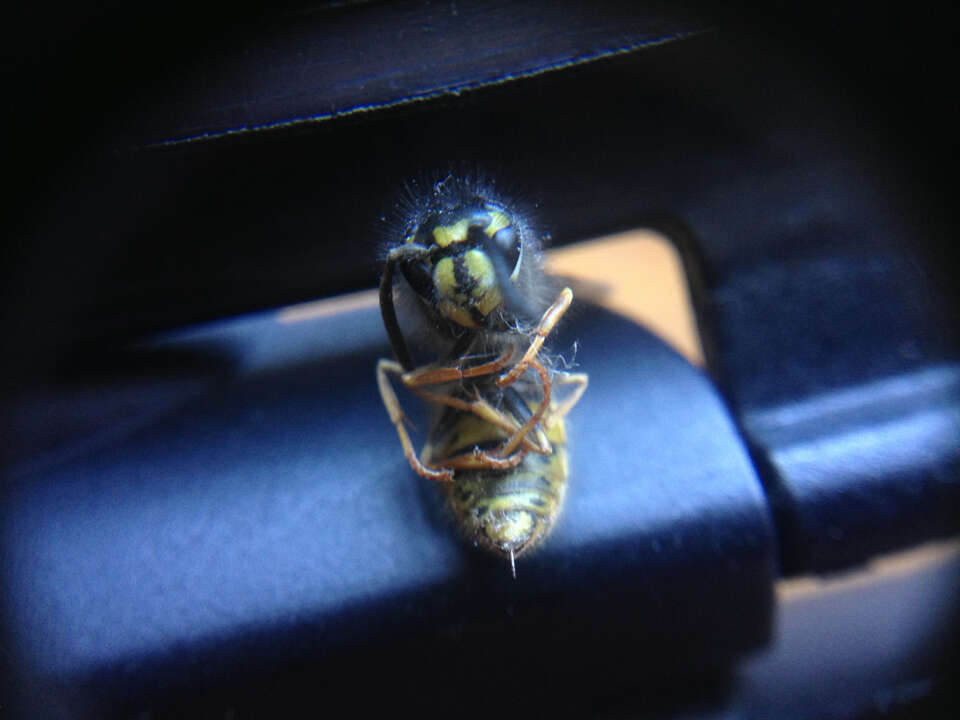 Image of Common wasp