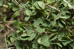 Image of Medicago intertexta subsp. ciliaris (L.) Ponert