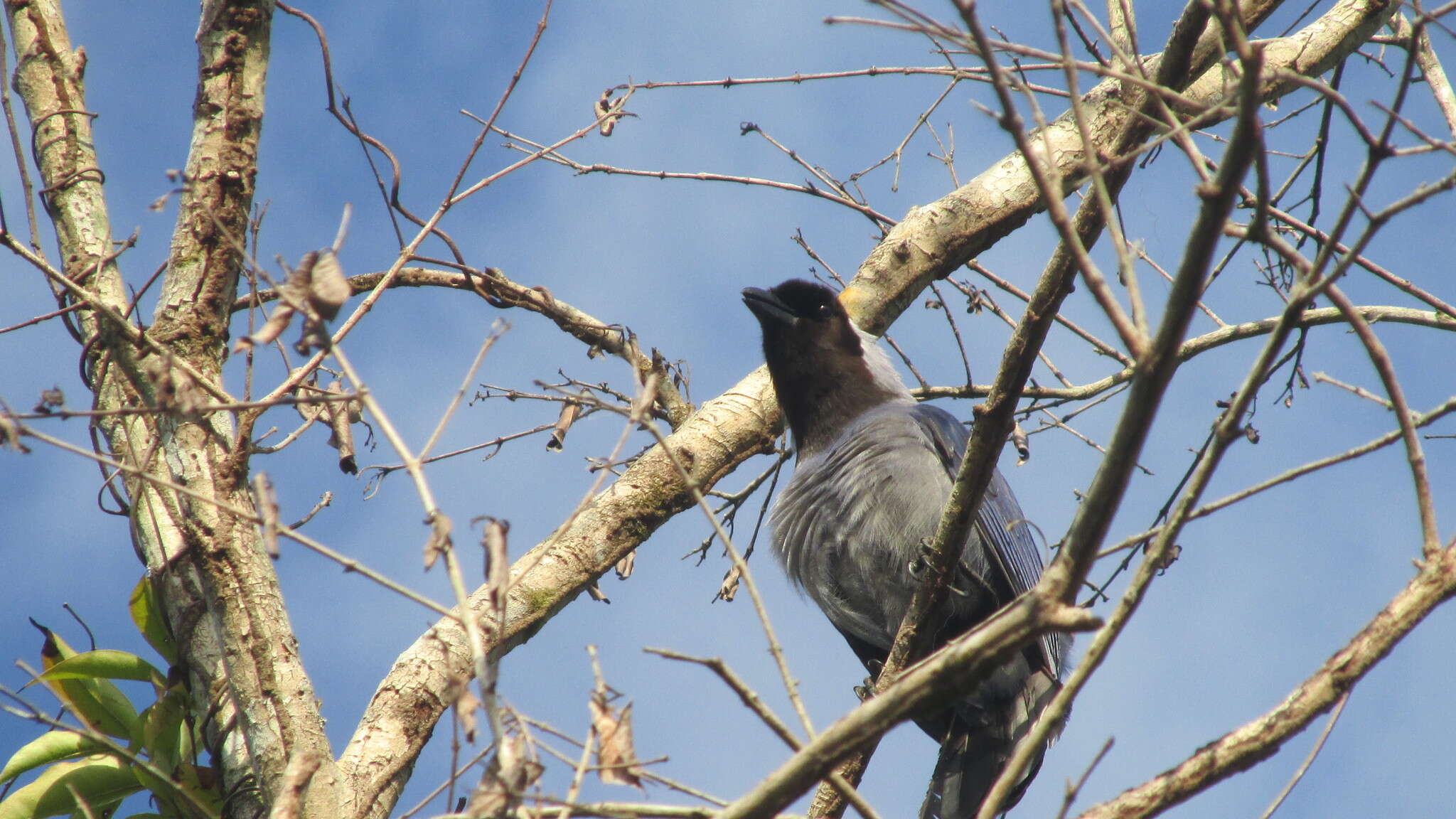 Cyanocorax violaceus Du Bus de Gisignies 1847 resmi