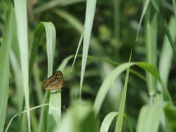 Imagem de Junonia lemonias aenaria Fruhstorfer 1912