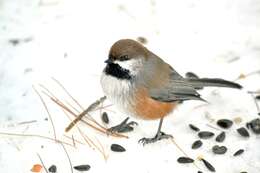 Image of Boreal Chickadee