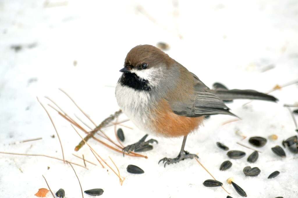 Image de Mésange à tête brune