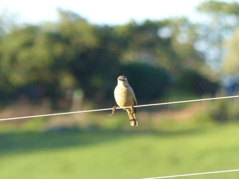 Image of Plain-backed Pipit