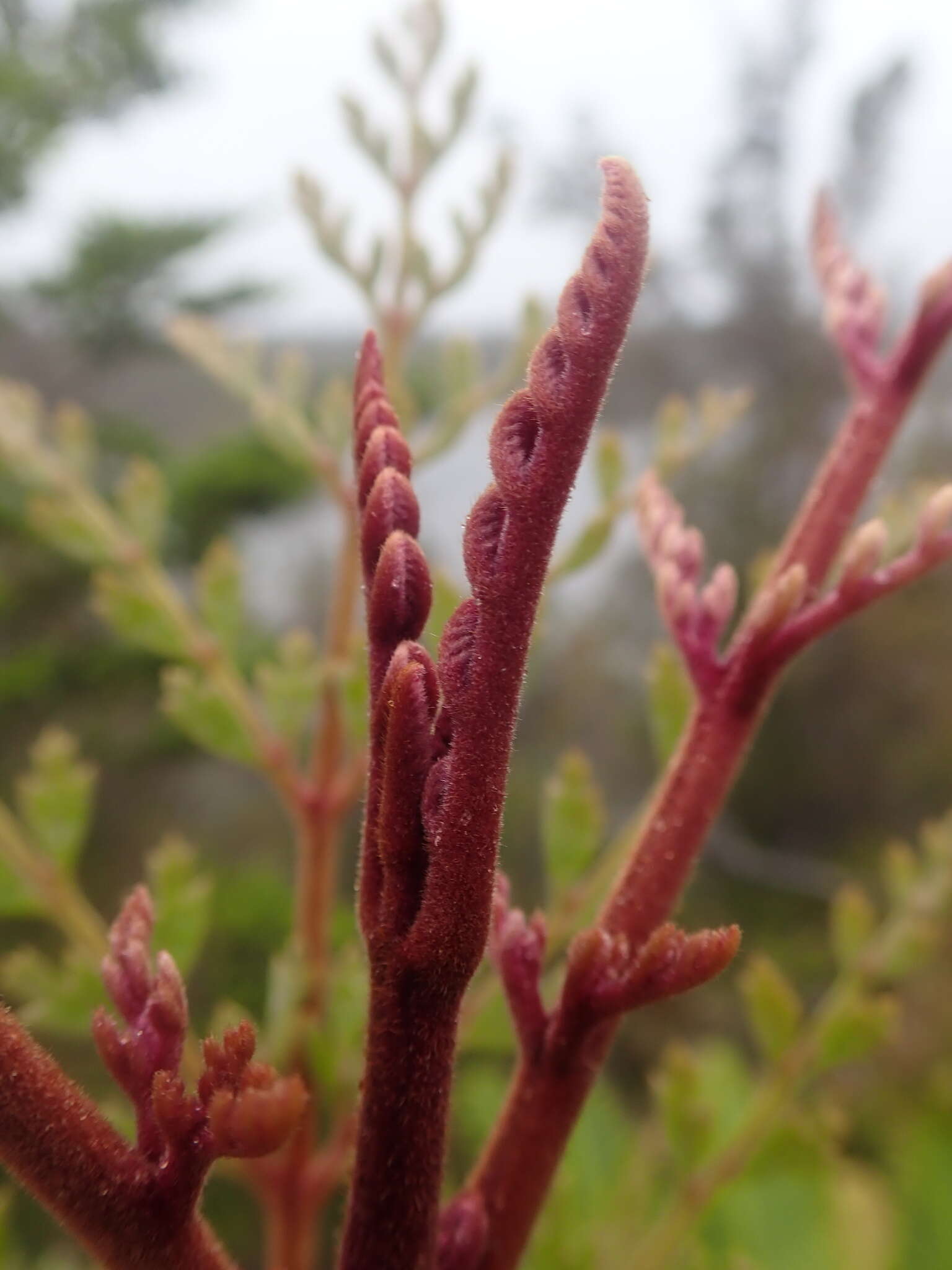 Image of Lomatia ferruginea R. Br.