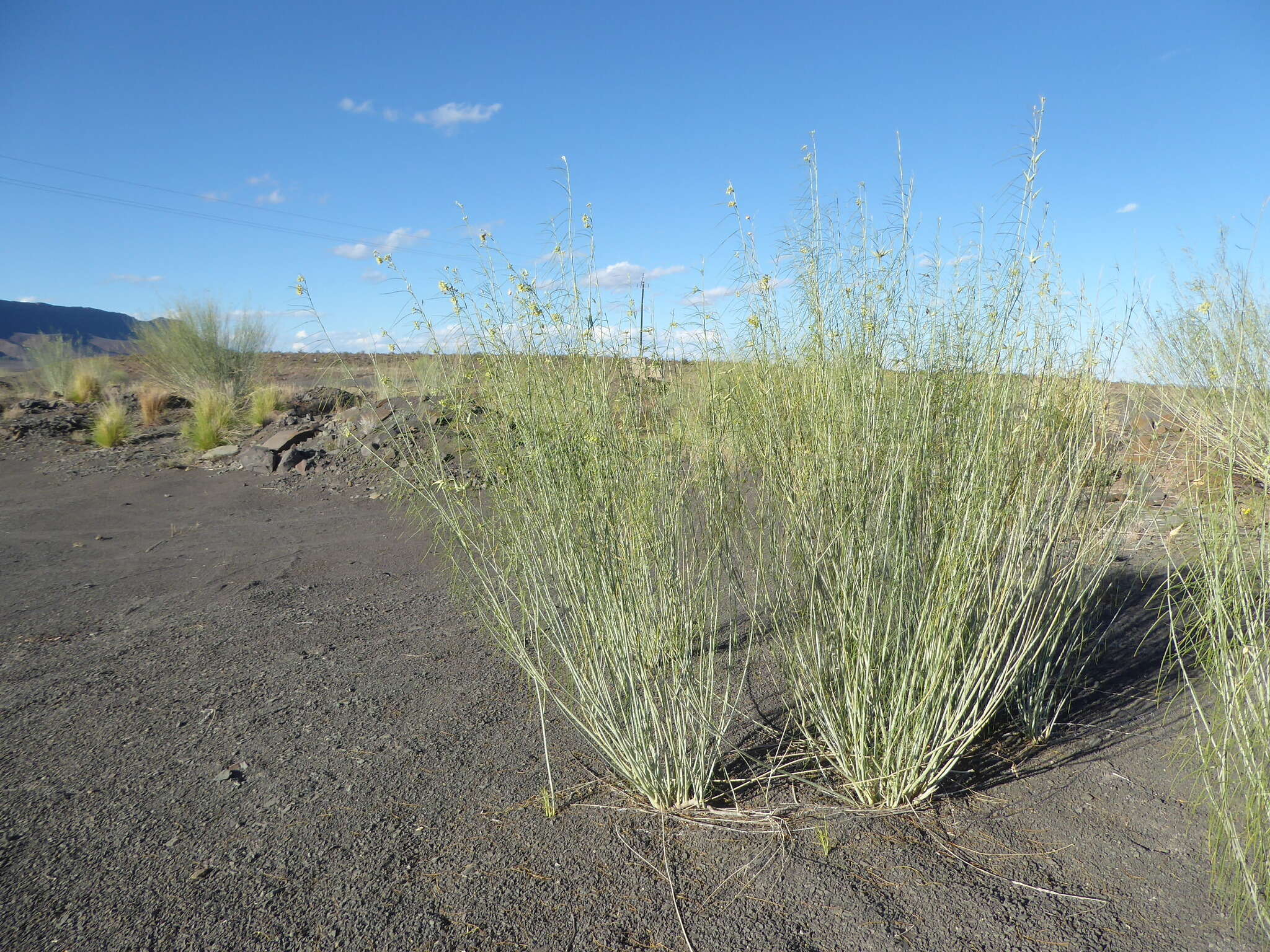 Sivun Gomphocarpus filiformis (E. Mey.) D. Dietr. kuva