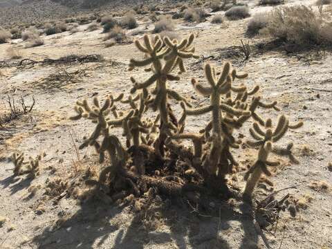 Image de Cylindropuntia fosbergii (C. B. Wolf) Rebman, M. A. Baker & Pinkava