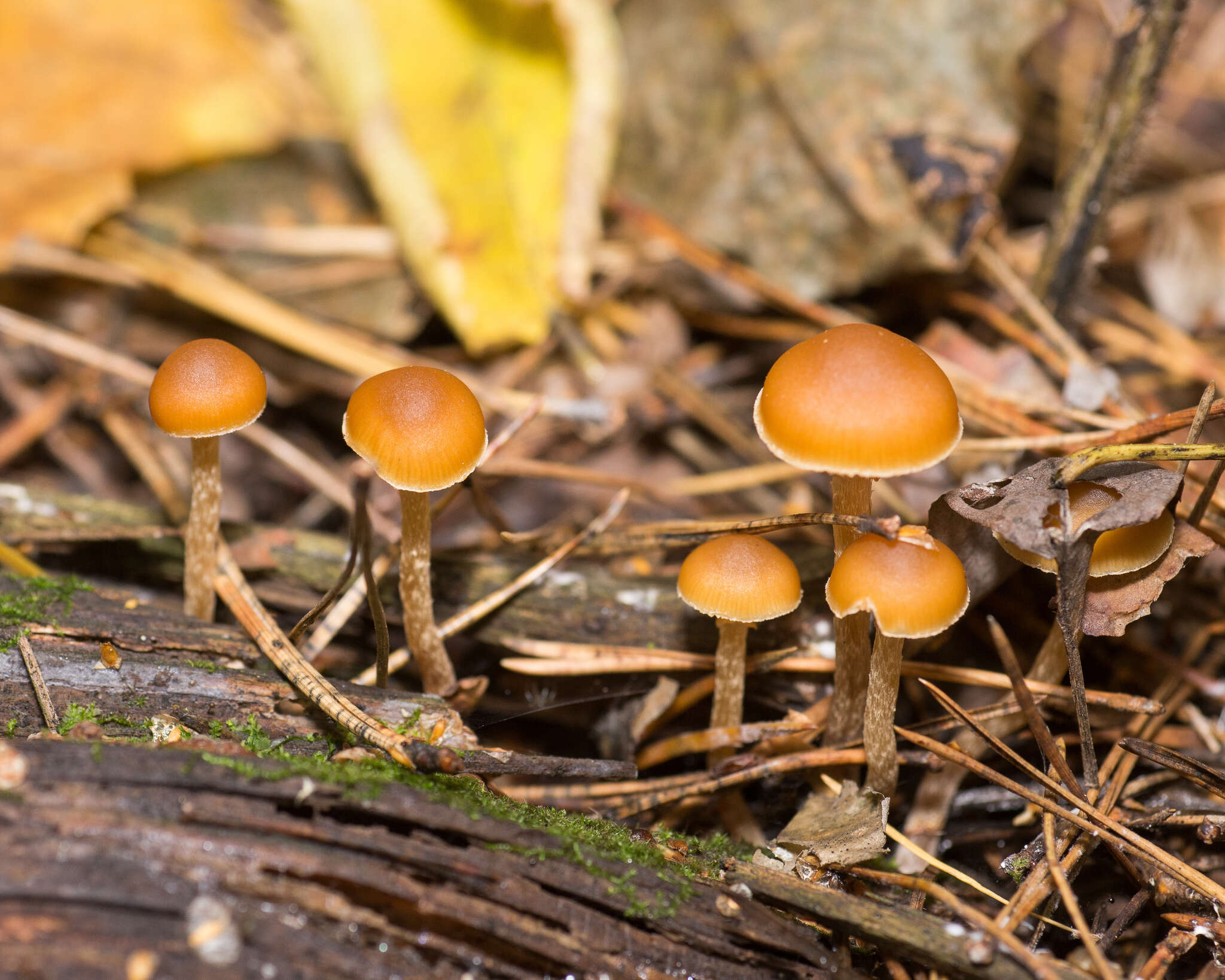 Image of Galerina sideroides (Bull.) Kühner 1935