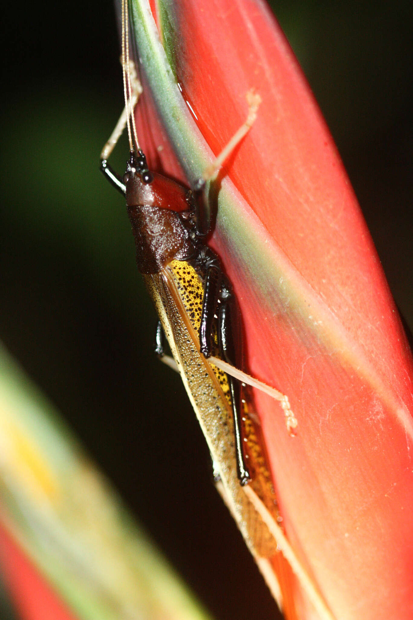 Image of Macroxiphus sumatranus (Haan 1843)