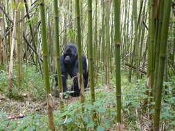 Image of Mountain Gorilla