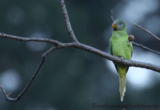 Image of Slaty-headed Parakeet