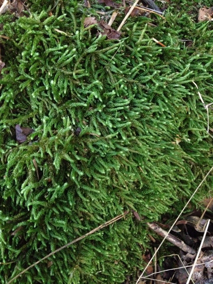 Слика од Bryoandersonia illecebra H. Robinson 1962