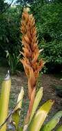 Image of Aechmea catendensis J. A. Siqueira & Leme