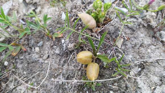 Image of Oxytropis leptophylla (Pall.) DC.