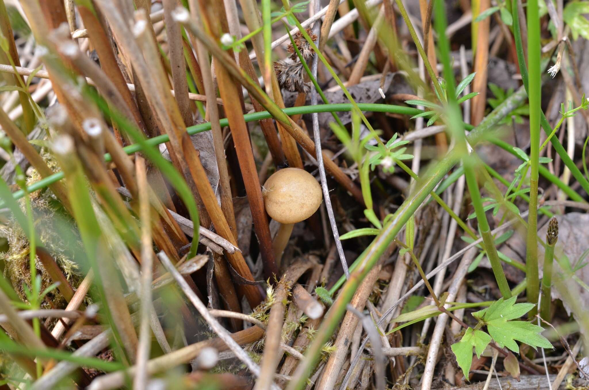 Image of Agrocybe elatella (P. Karst.) Vesterh. 1989