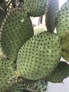 Plancia ëd Opuntia chlorotic ringspot virus