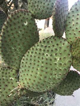 Sivun Opuntia chlorotic ringspot virus kuva