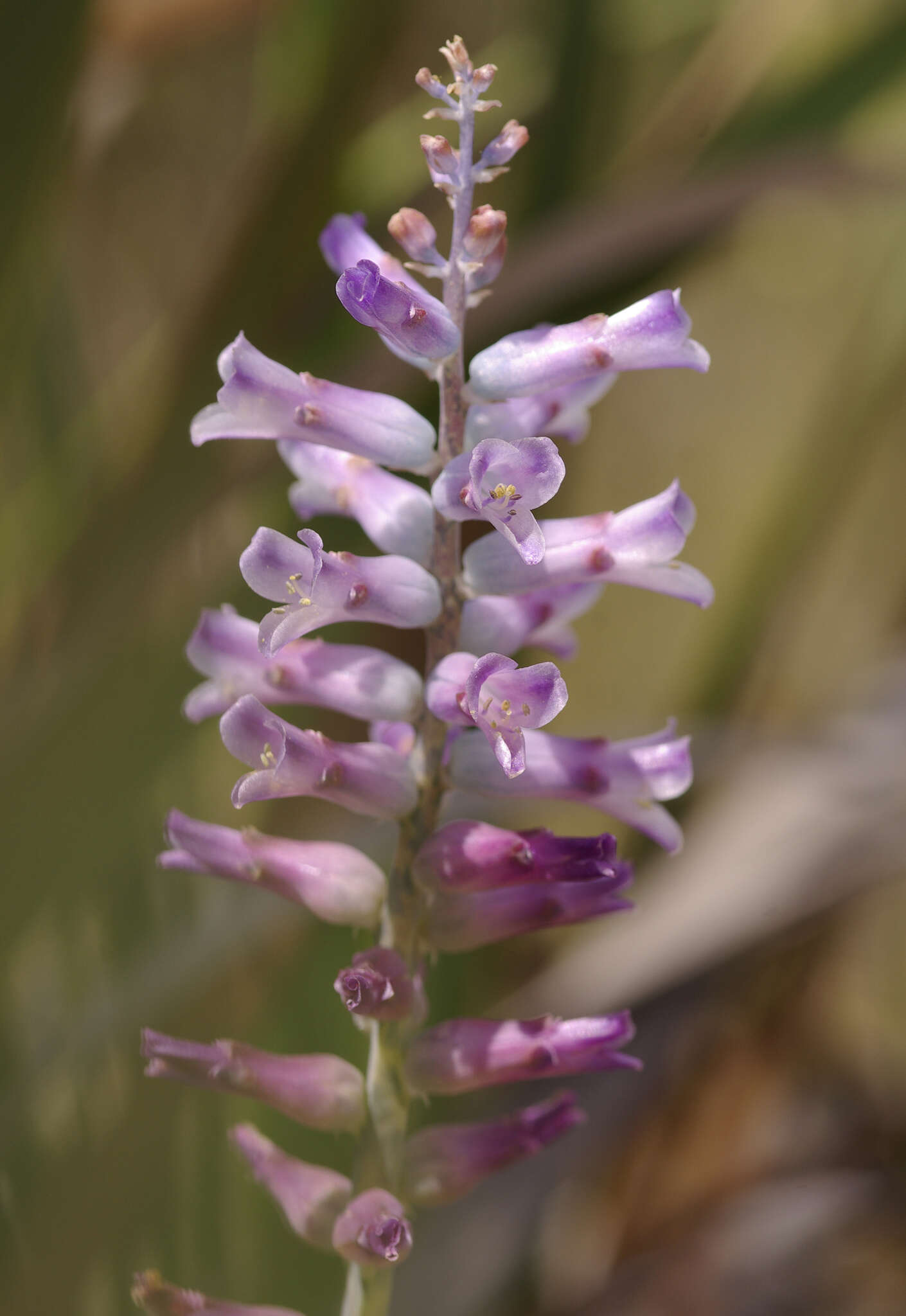 Image of Lachenalia orchioides subsp. glaucina (Jacq.) G. D. Duncan