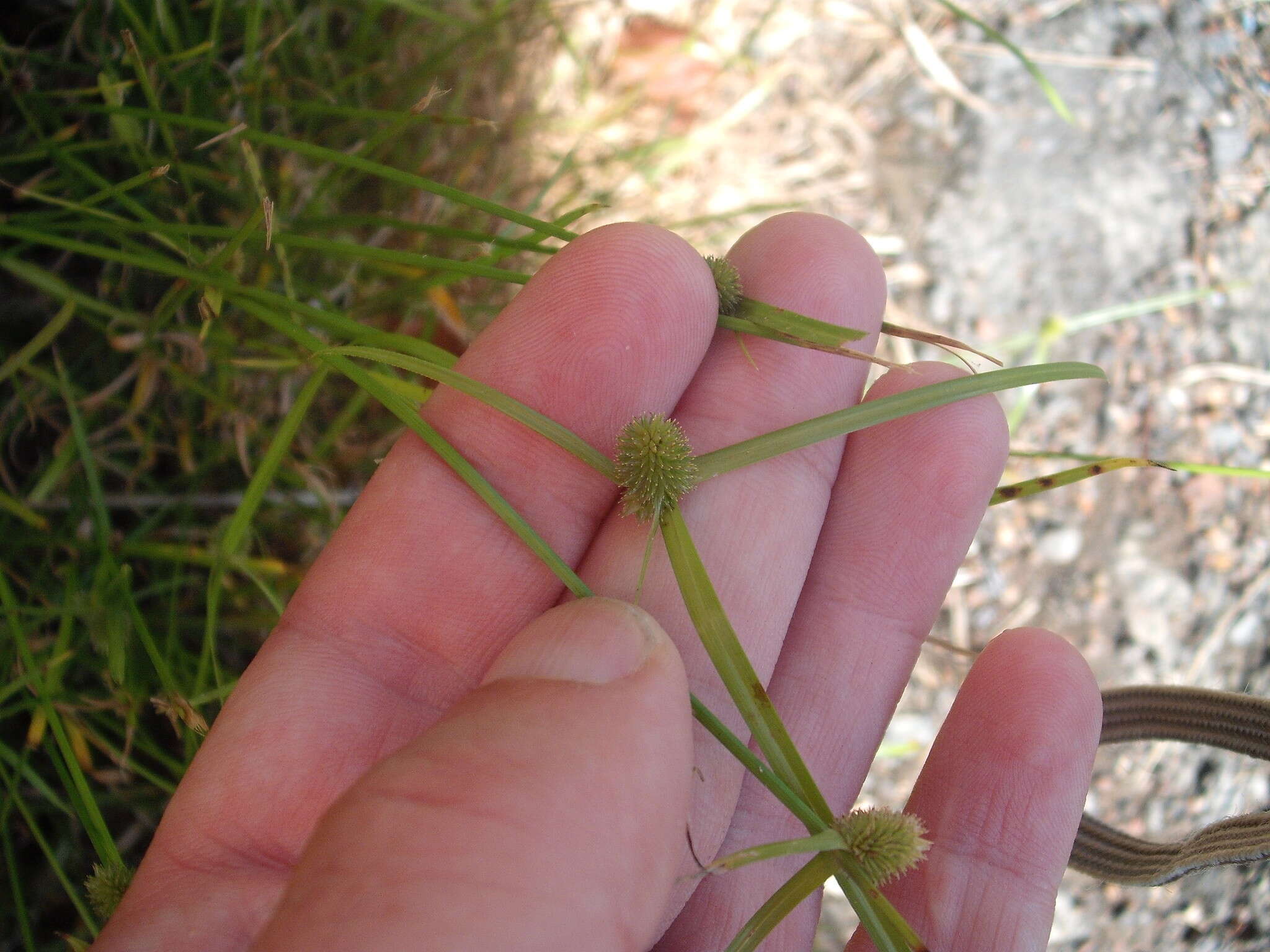 Слика од Cyperus brevifolius (Rottb.) Hassk.