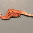 Image of ruby seadragon