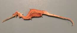 Image of ruby seadragon