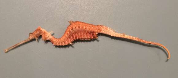 Image of ruby seadragon