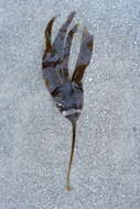 Image of Saccorhiza dermatodea
