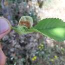 Image of Elm-mint Gall Aphid