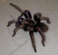 Image of Ecuadorian Birdeater Tarantula