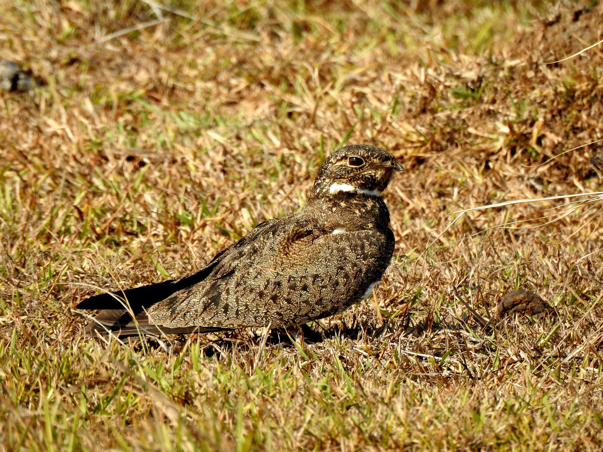 Image of Nacunda Nighthawk