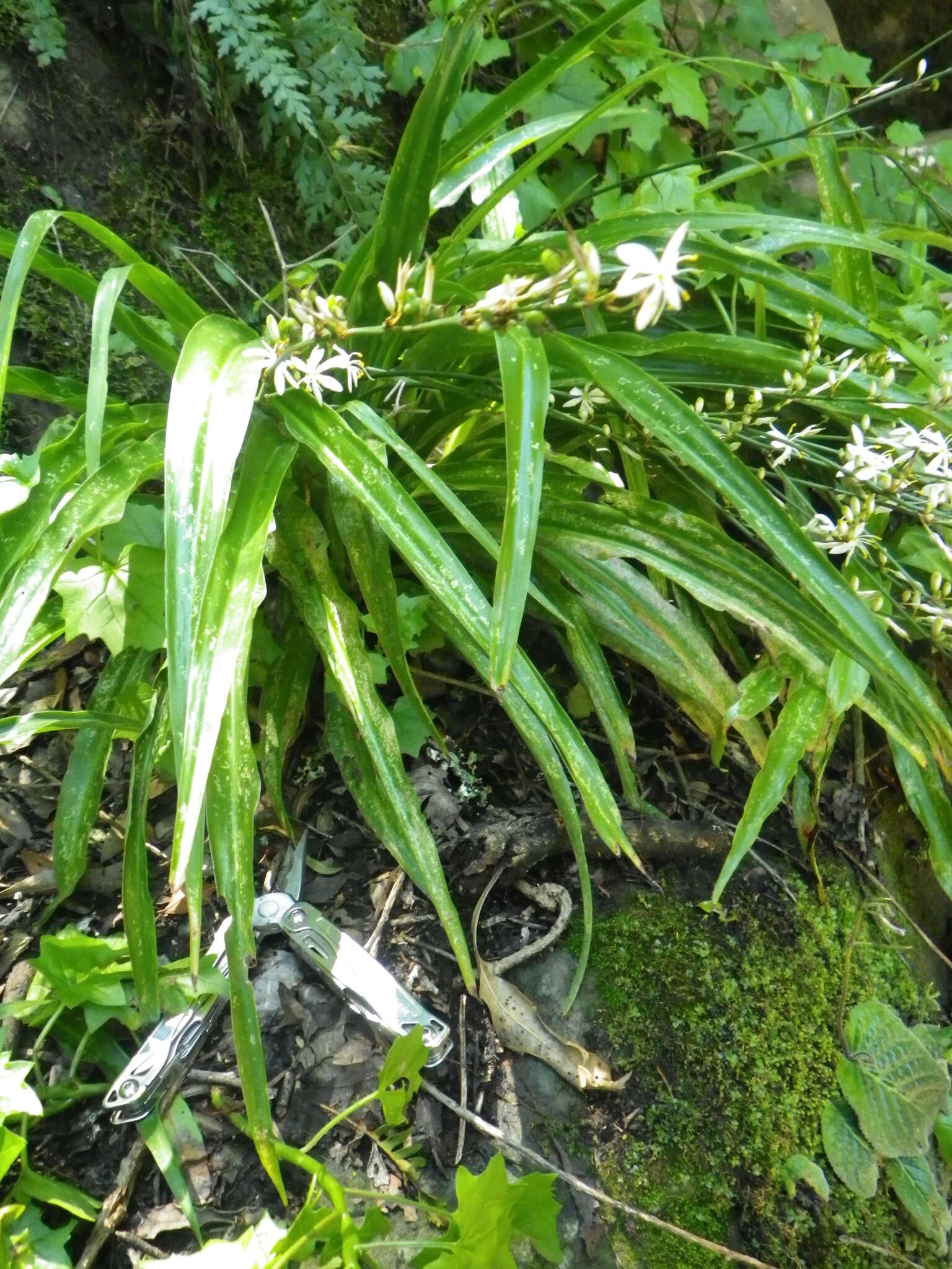 Plancia ëd Chlorophytum comosum (Thunb.) Jacques