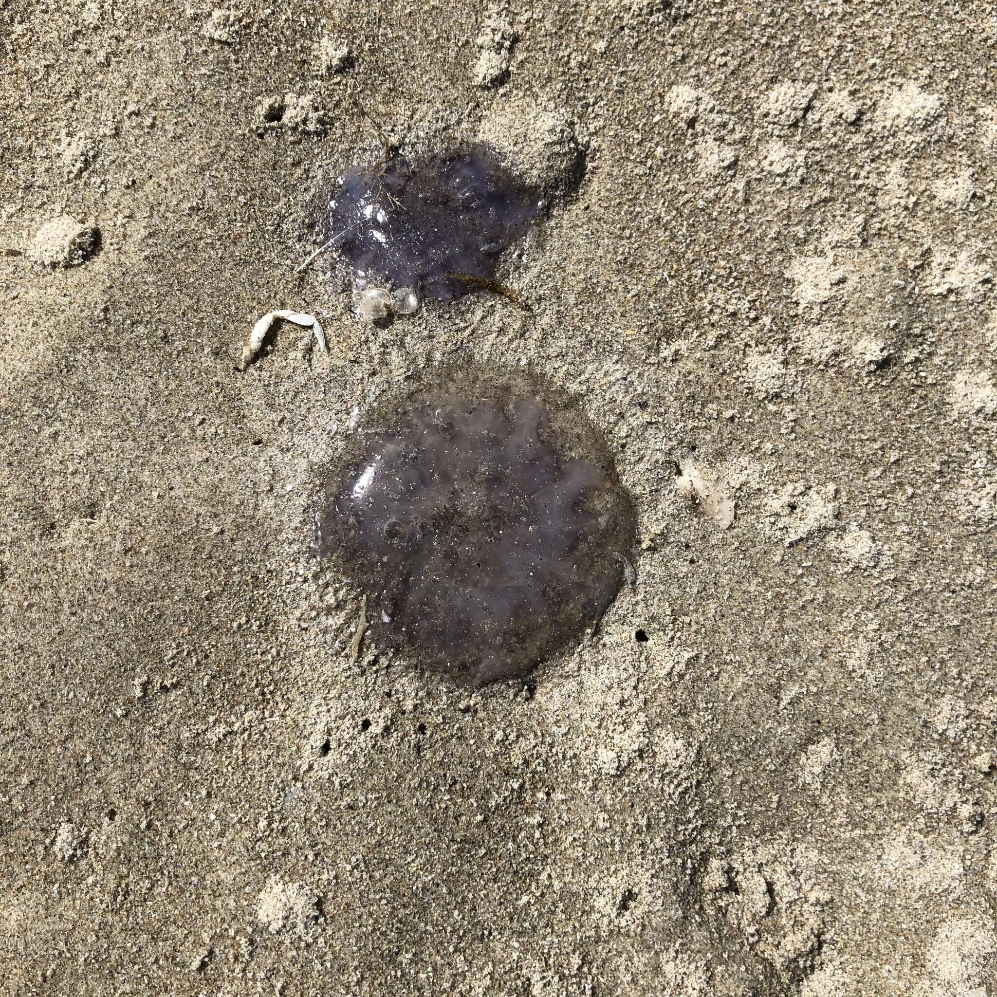 Image of Blue Jellyfish