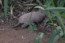 Image of Greater Naked-tailed Armadillo
