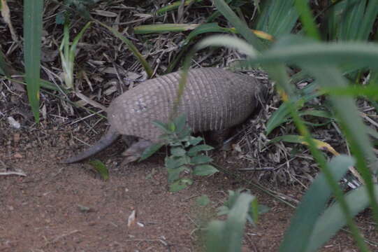 Image of Greater Naked-tailed Armadillo