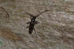 صورة Elaphidion glabriusculum (Bates 1885)