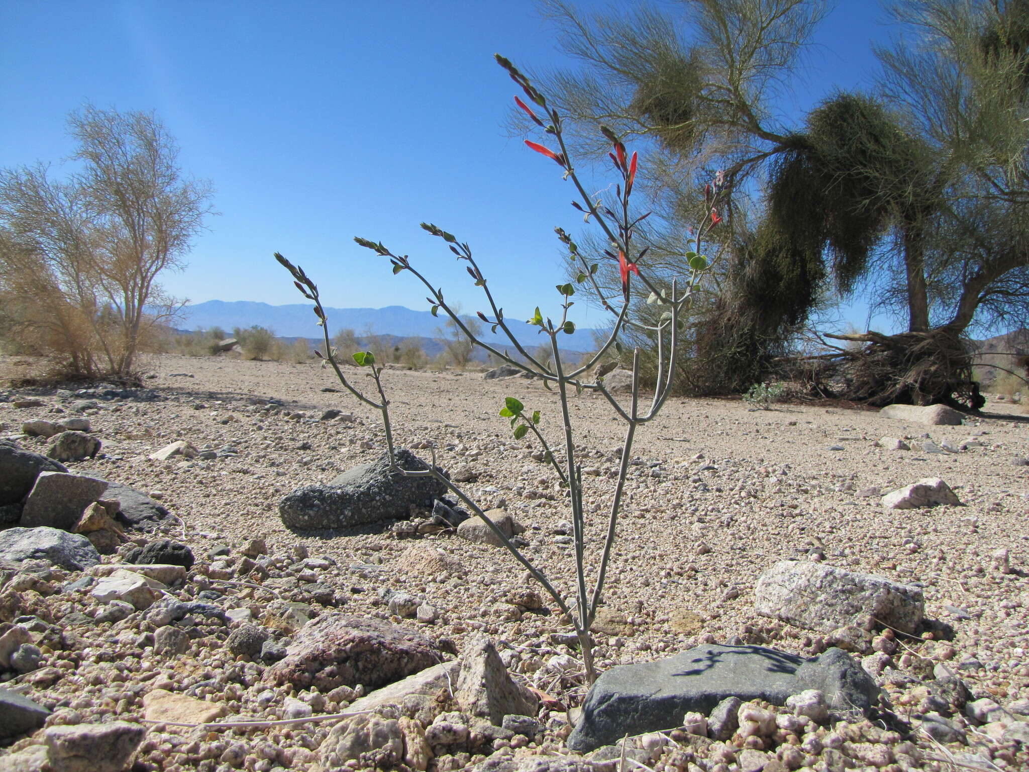 Imagem de Justicia californica (Benth.) D. N. Gibson