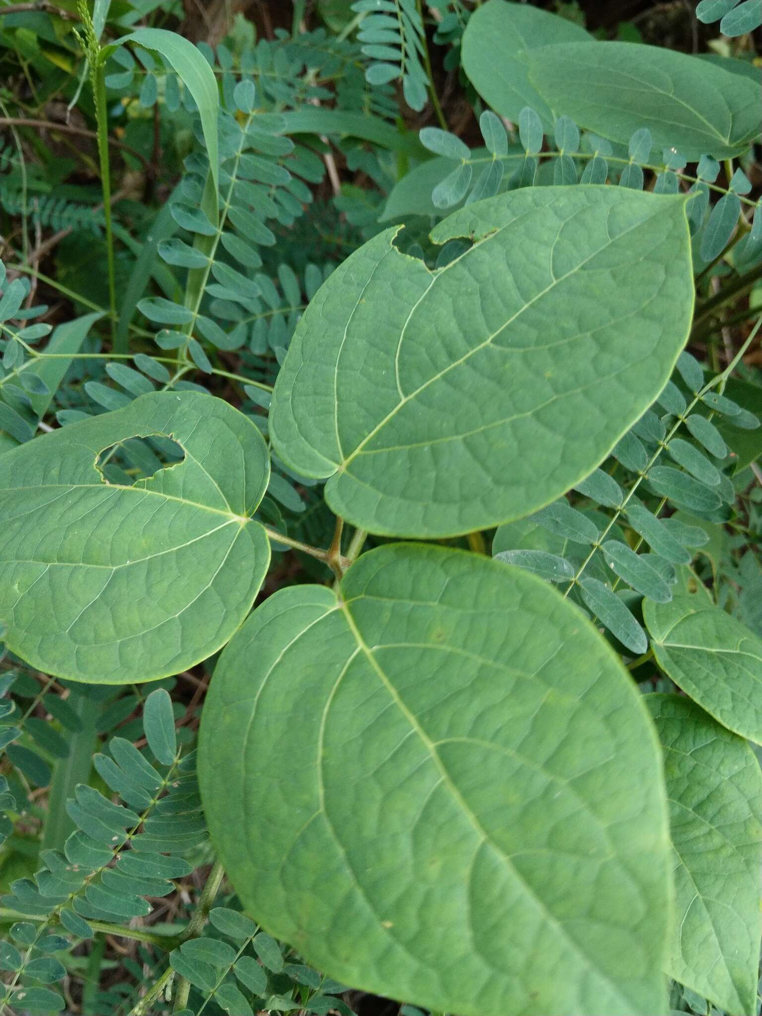 Image of Illigera luzonensis (C. Presl) Merr.