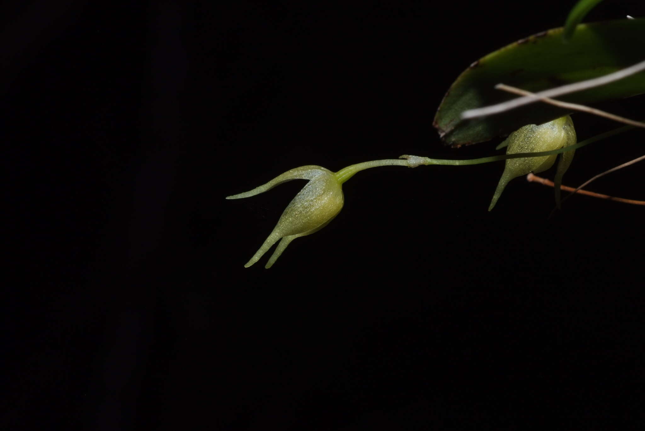 صورة Bulbophyllum aphanopetalum Schltr.