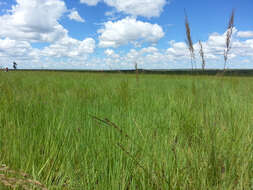 Image of common russet grass