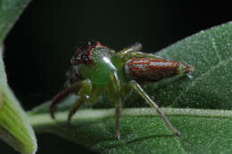 Artabrus erythrocephalus (C. L. Koch 1846) resmi