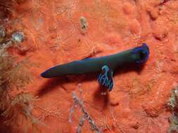 Image of Morose black and blue slug