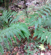 Image of Pteris incompleta Cav.