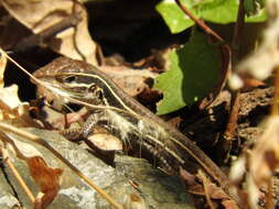 Image of Aspidoscelis sackii gigas (Davis & Smith 1952)