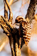 Image of Brown-capped Pygmy Woodpecker