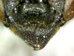 Imagem de Megachile singularis Cresson 1865