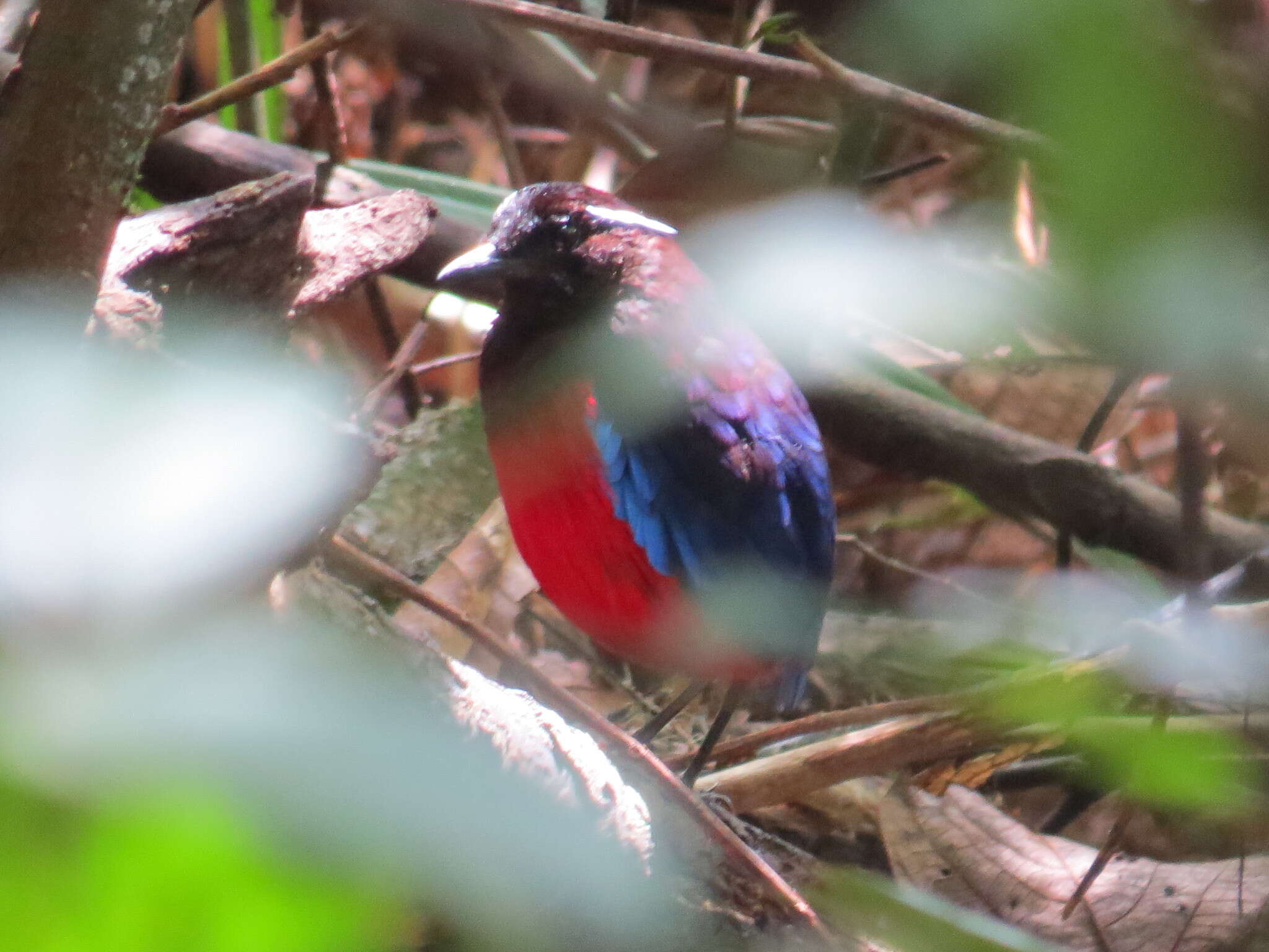 Image of Black-crowned Pitta