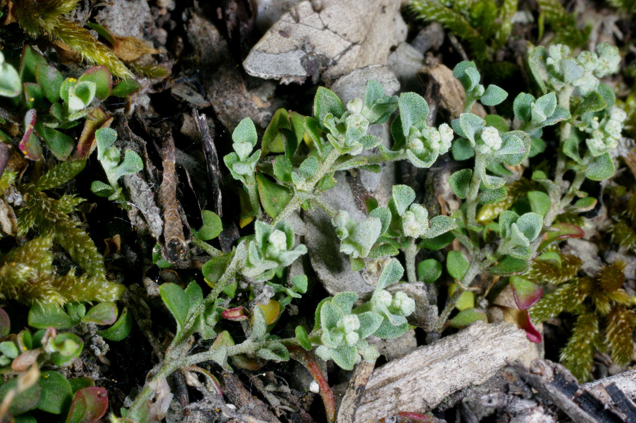 Image of Chenopodium desertorum subsp. microphyllum Paul G. Wilson