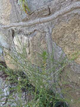 Image of grassleaf pepperweed