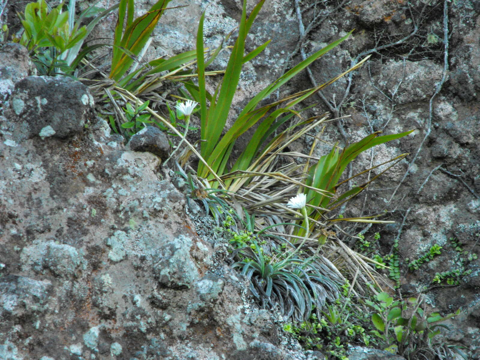 Image of Celmisia graminifolia Hook. fil.