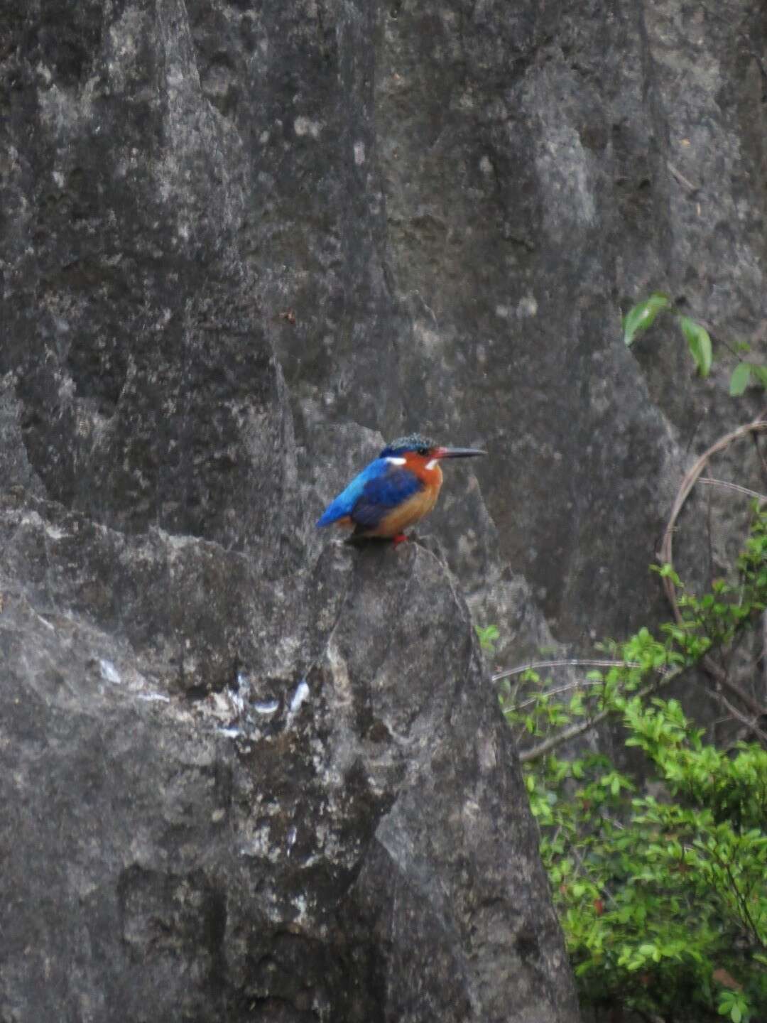 Sivun madagaskarinkalastaja kuva