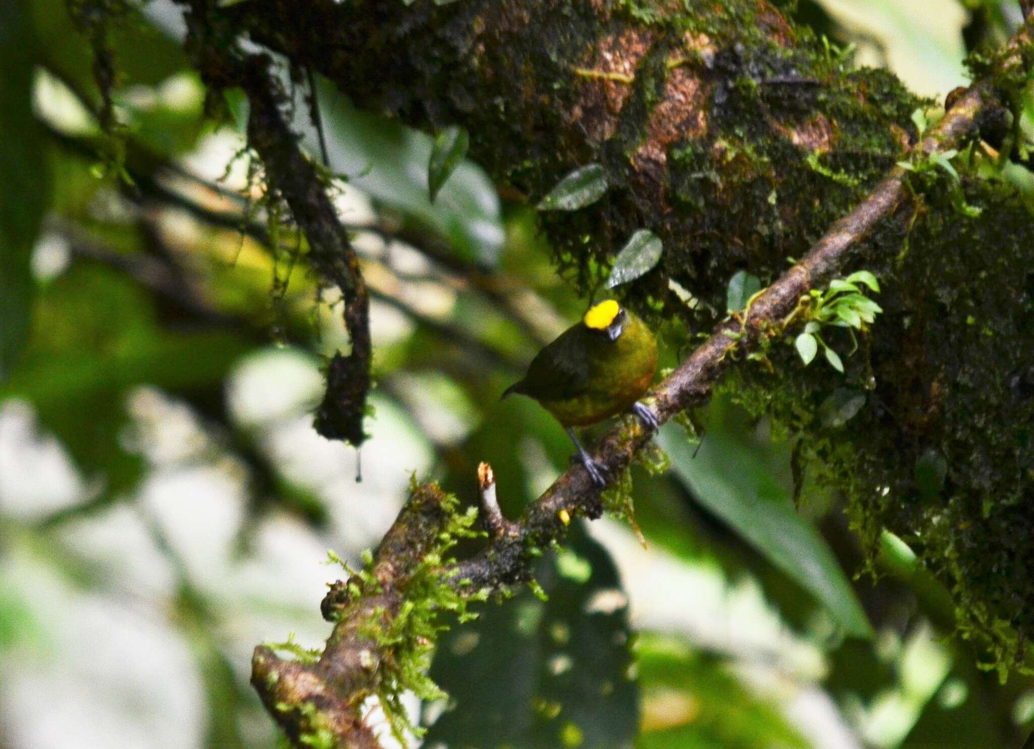 Image of Olive-backed Euphonia